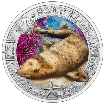 Schwellhai Schwellhai