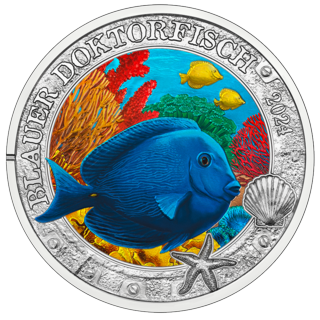 Blauer Doktorfisch Blauer Doktorfisch